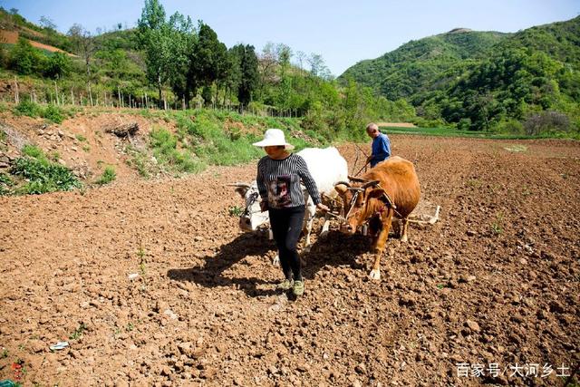 30度坡地站不住脚却最适宜种花生，留守老人原始方式牵牛耕种插图77