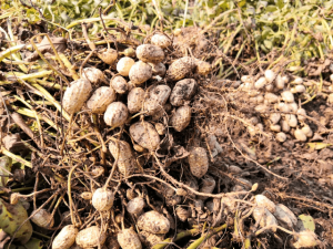 种子出芽率不高导致产量较低，这与错误的种子浸泡有关-哈喽生活网