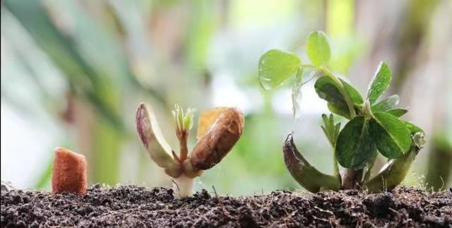 什么样的土壤比较适合种植花生？种植花生需要注意些什么？插图11