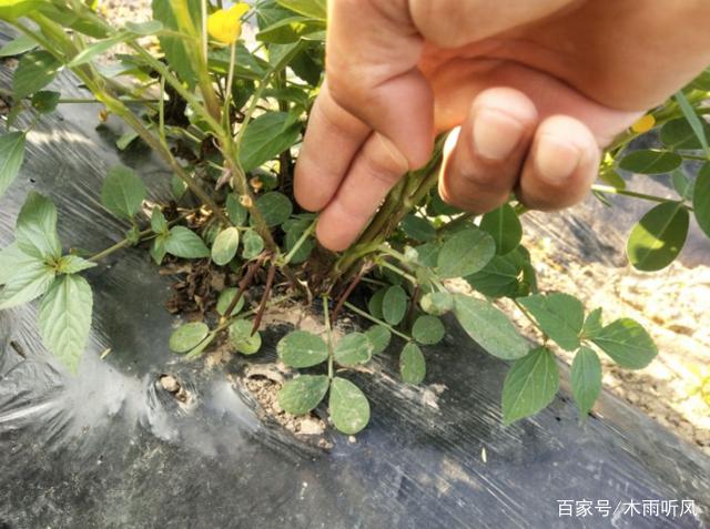 花生进入下针期，地膜覆盖的花生，还用揭膜吗？插图22