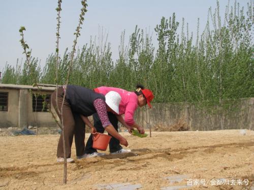 花生盖地膜需要培土吗？培土有什么用处？插图