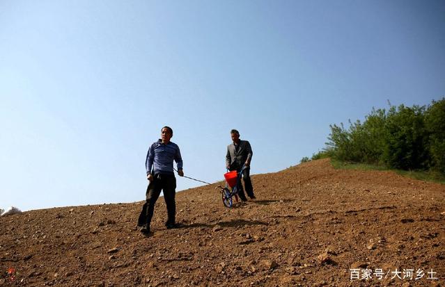 30度坡地站不住脚却最适宜种花生，留守老人原始方式牵牛耕种插图33