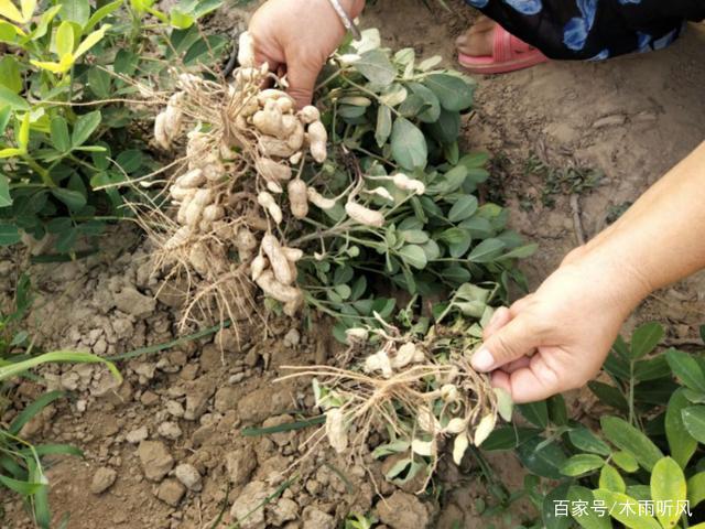 花生进入下针期，地膜覆盖的花生，还用揭膜吗？插图