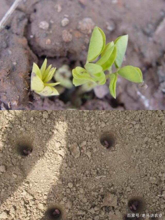 怎么做到合理的种植花生？掌握花生的种植时间呢？插图33