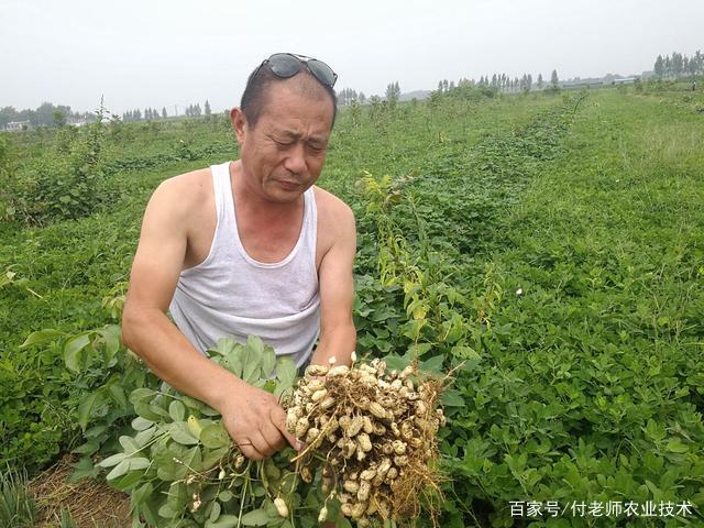 种花生，越聪明的农户越常用的3种叶面肥，看看你用过几个？插图