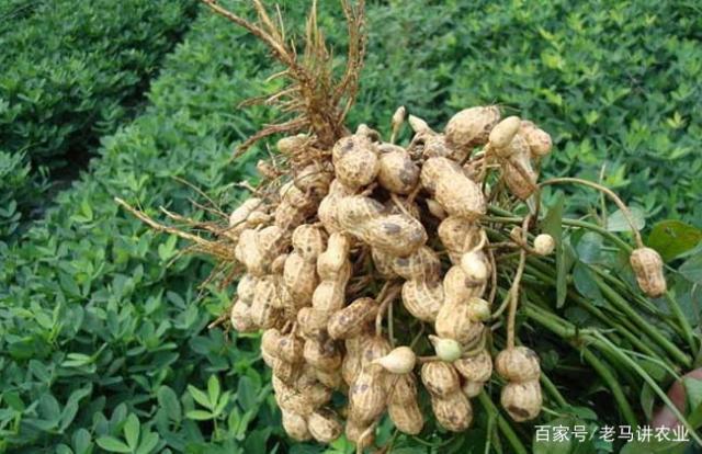 怎么做到合理的种植花生？掌握花生的种植时间呢？插图88