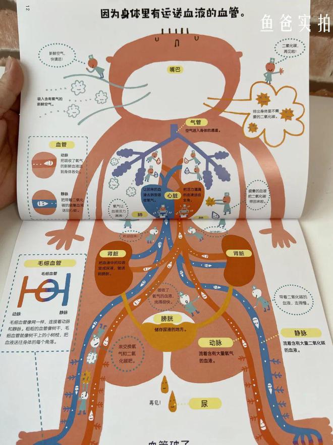 2-6岁身体认知关键期，给孩子读这套绘本！学会保护自己，培养好习惯插图1212