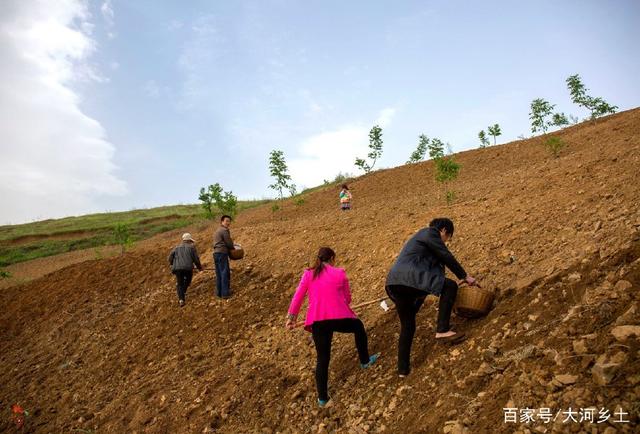 30度坡地站不住脚却最适宜种花生，留守老人原始方式牵牛耕种插图22