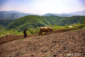 30度坡地站不住脚却最适宜种花生，留守老人原始方式牵牛耕种-哈喽生活网