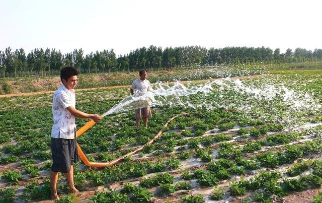 花生种植很简单，做好简单的8步，花生高产又高品插图88