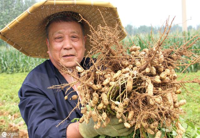 花生种植要注意的8个方面，或许你也知道，5分钟看完，别错过了！