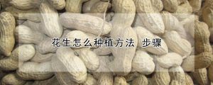 花生怎么种植方法步骤-哈喽生活网