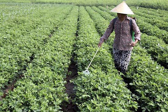 花生种植很简单，做好简单的8步，花生高产又高品插图1010