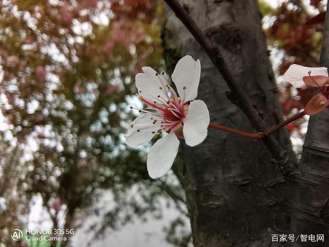 5G SoC芯片的手机有哪些优势，荣耀30S给出答案插图33