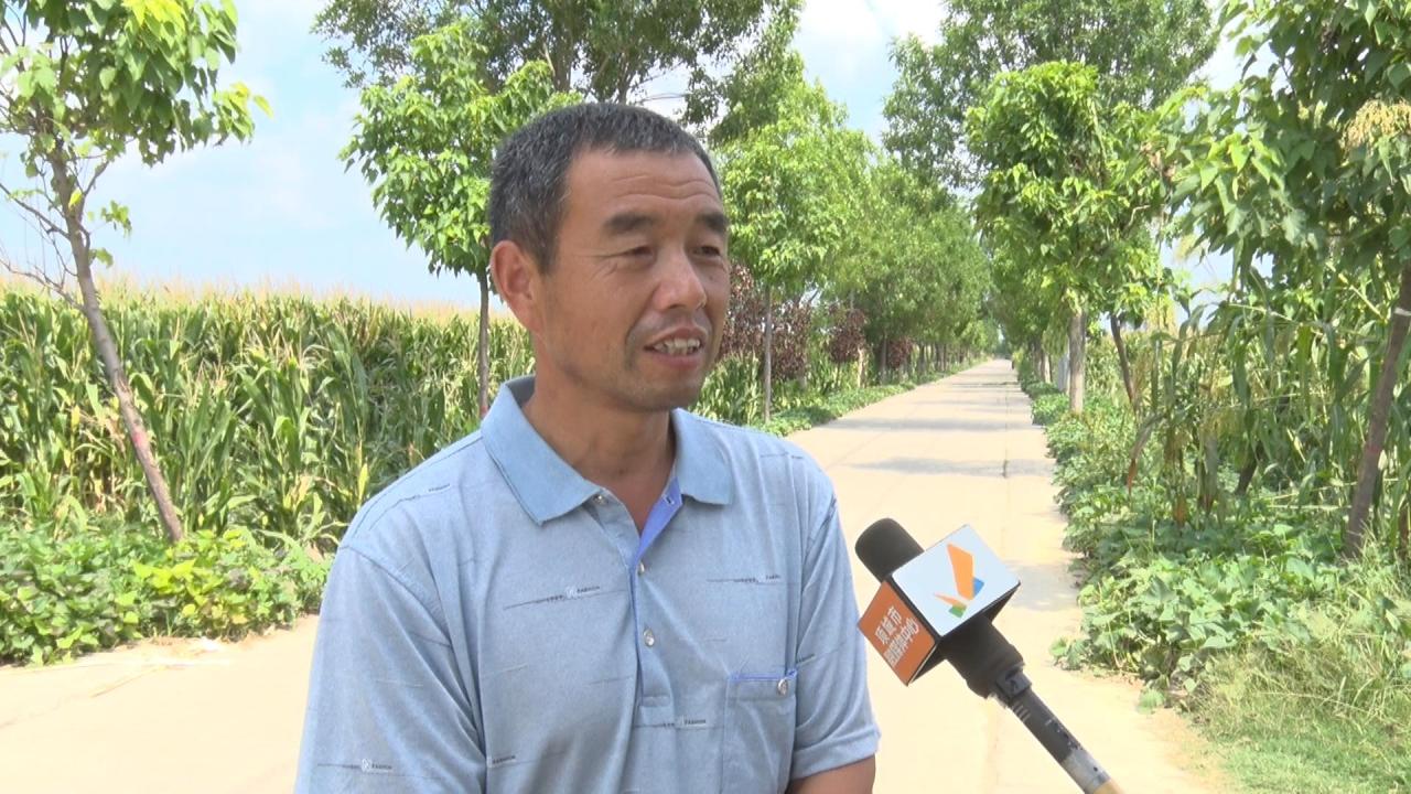 项城市新桥镇：大豆玉米“手牵手” 复合种植促增收插图77